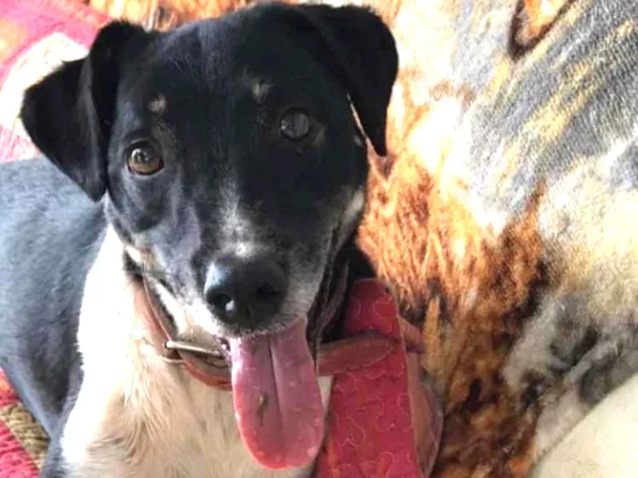 Cachorro ra a Srd idade 3 anos nome Biel