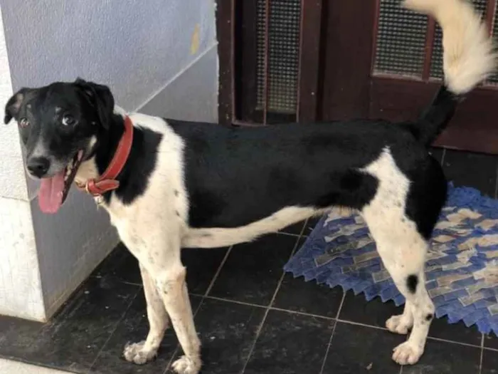 Cachorro ra a Srd idade 3 anos nome Biel