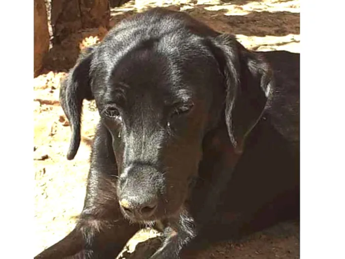 Cachorro ra a Indefinida idade 1 ano nome Não sei