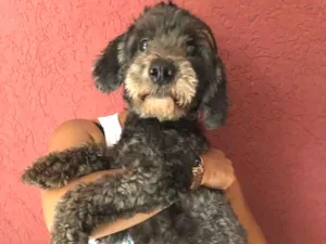 Cachorro raça Poodle idade 1 ano nome Felipe