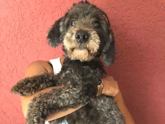 Cachorro ra a Poodle idade 1 ano nome Felipe