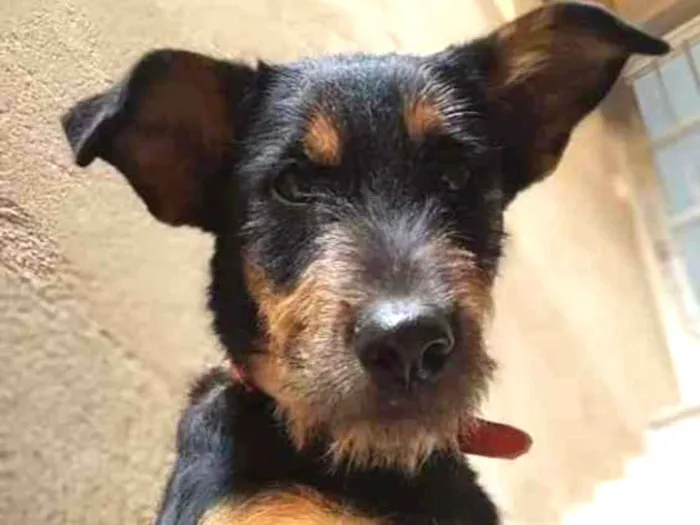 Cachorro ra a SRD idade 7 a 11 meses nome Angel