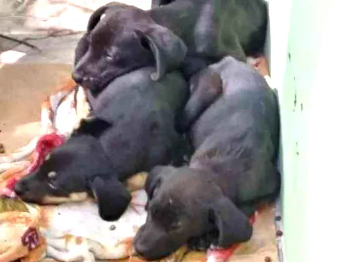 Cachorro ra a Não sei a raça idade Abaixo de 2 meses nome Não tenho nome