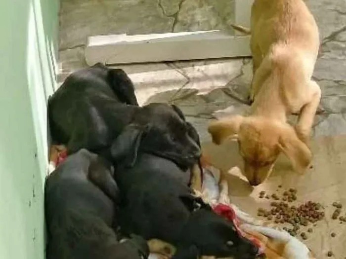 Cachorro ra a Não sei a raça idade Abaixo de 2 meses nome Não tenho nome