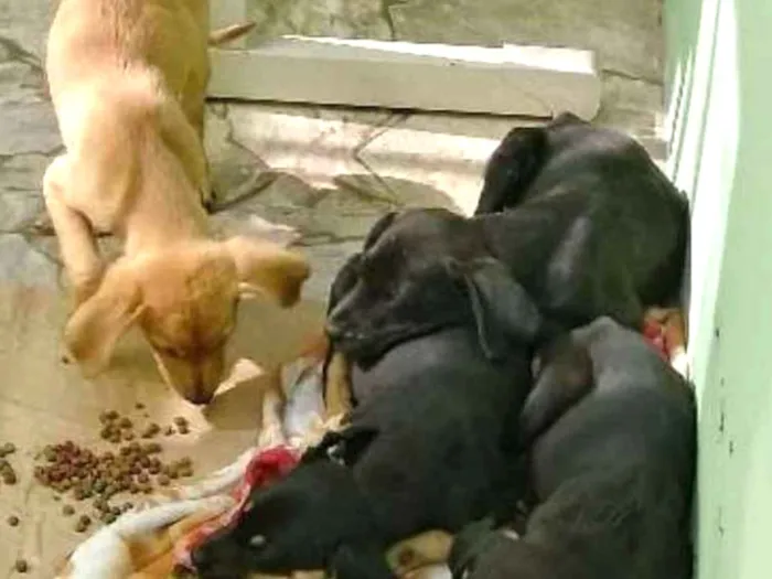 Cachorro ra a SRD idade Abaixo de 2 meses nome Novinhos