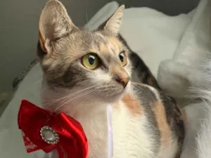 Gato raça SRD idade 7 a 11 meses nome JASMIM