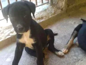 Cachorro raça Vira lata idade Abaixo de 2 meses nome Filhotes