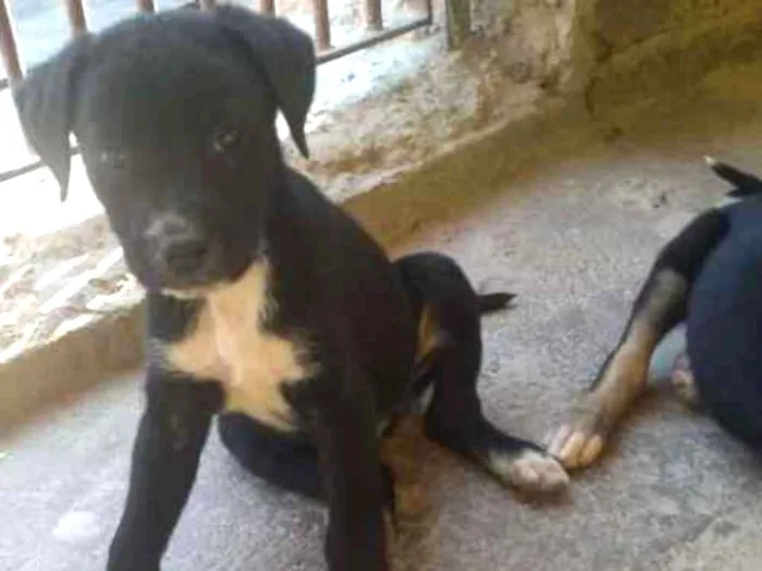 Cachorro ra a Vira lata idade Abaixo de 2 meses nome Filhotes