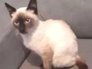 Gato raça siames idade 2 a 6 meses nome CISCO