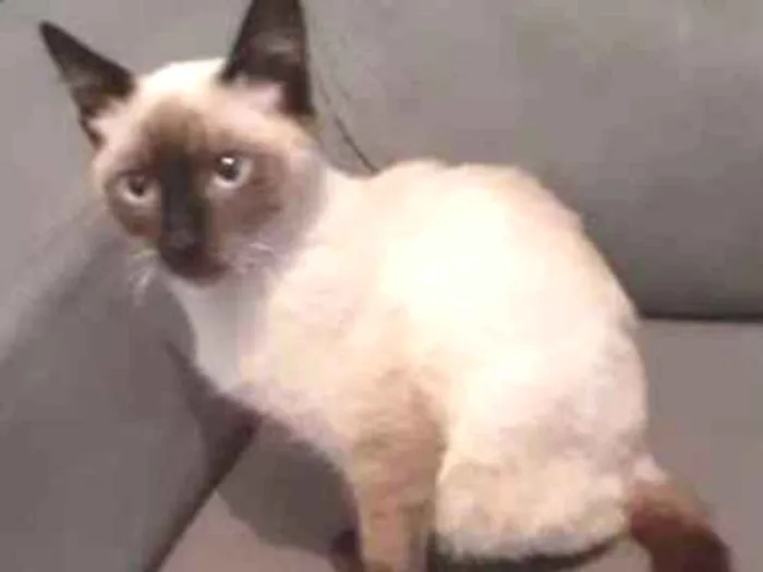Gato ra a siames idade 2 a 6 meses nome CISCO
