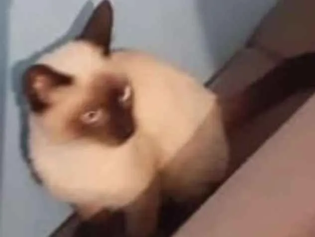 Gato ra a siames idade 2 a 6 meses nome CISCO