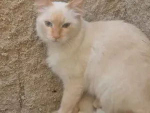 Gato raça Mestiça  idade 1 ano nome Flor 