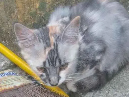 Gato ra a  idade 2 a 6 meses nome Jujuba