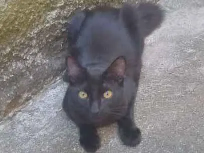 Gato raça  idade 1 ano nome Hadoo 