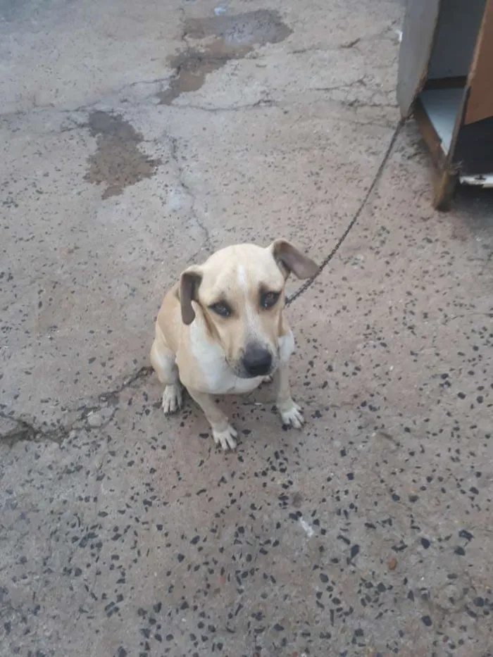 Cachorro ra a Viralata idade 2 anos nome Pingo