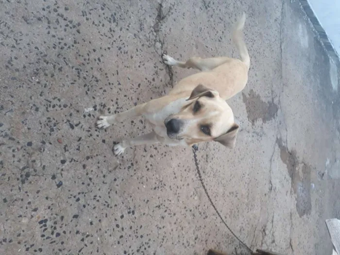 Cachorro ra a Viralata idade 2 anos nome Pingo