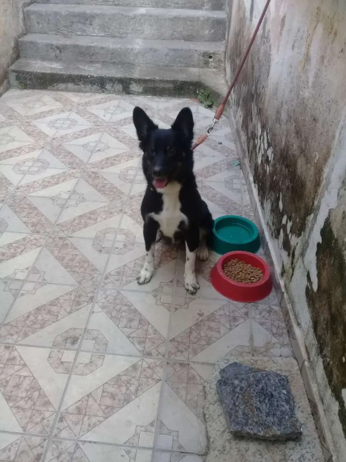 Cachorro ra a Vira lata  idade 2 anos nome Eros