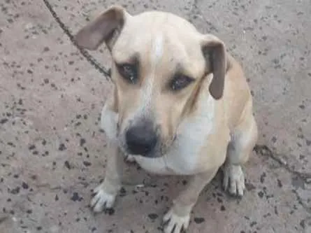 Cachorro ra a Viralata idade 2 anos nome Pingo