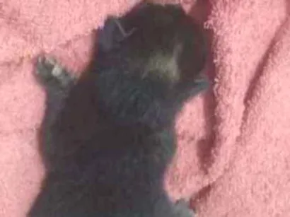 Gato raça Não sei idade Abaixo de 2 meses nome Não sei