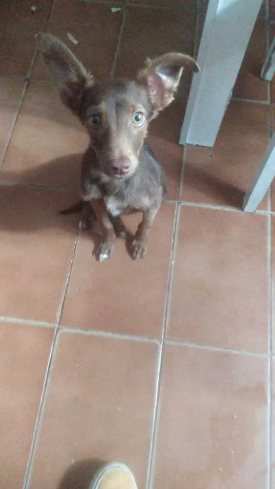 Cachorro ra a Srs idade 2 a 6 meses nome Browny