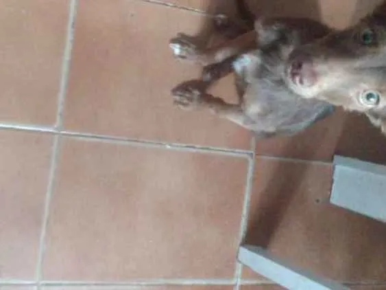 Cachorro ra a Srs idade 2 a 6 meses nome Browny