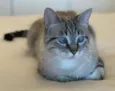 Zazá