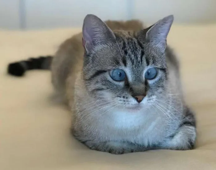 Gato ra a SRD idade 1 ano nome Zazá