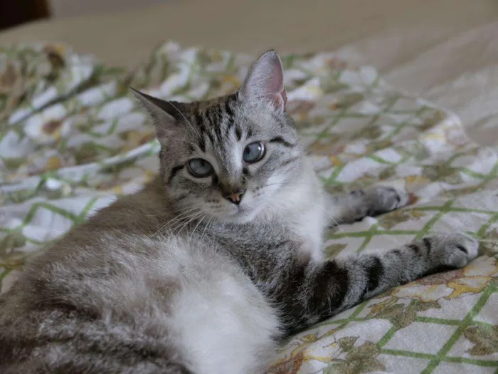 Gato ra a SRD idade 1 ano nome Zazá