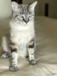 Zazá