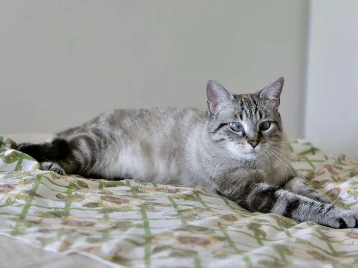 Gato ra a SRD idade 1 ano nome Zazá