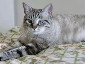 Gato raça SRD idade 1 ano nome Zazá