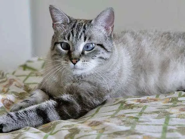 Gato ra a SRD idade 1 ano nome Zazá