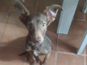 Cachorro raça Srs idade 2 a 6 meses nome Browny