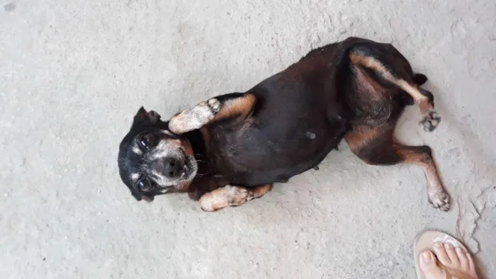 Cachorro raça Pincher  idade 6 ou mais anos nome Yoko