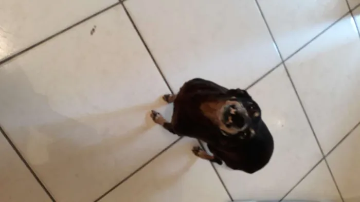 Cachorro raça Pincher  idade 6 ou mais anos nome Yoko