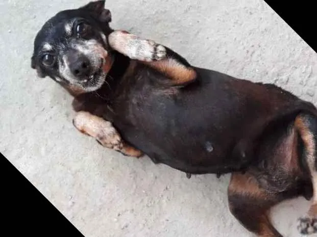 Cachorro raça Pincher  idade 6 ou mais anos nome Yoko