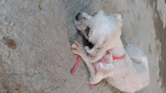 Cachorro raça Maltês  idade 6 ou mais anos nome Mileyde