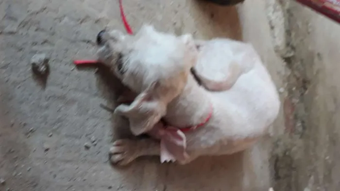 Cachorro raça Maltês  idade 6 ou mais anos nome Mileyde