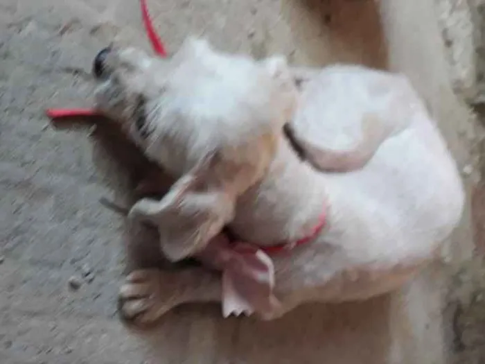 Cachorro raça Maltês  idade 6 ou mais anos nome Mileyde