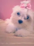 Mileyde