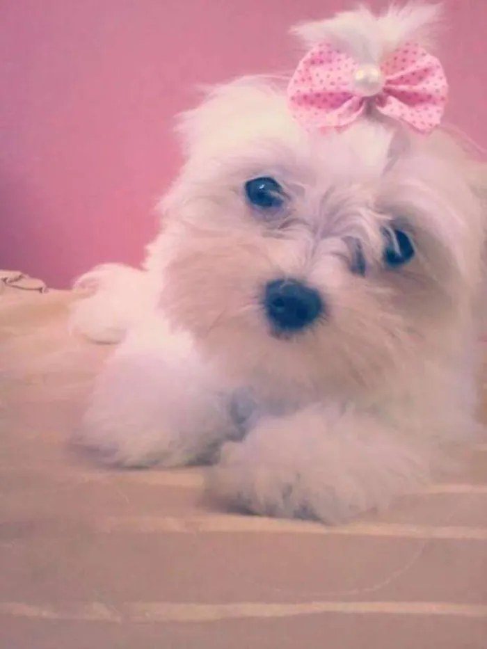 Cachorro raça Maltês  idade 6 ou mais anos nome Mileyde