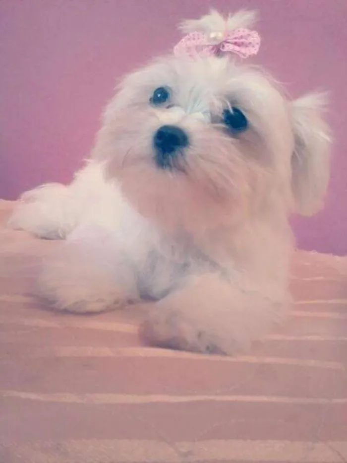 Cachorro raça Maltês  idade 6 ou mais anos nome Mileyde