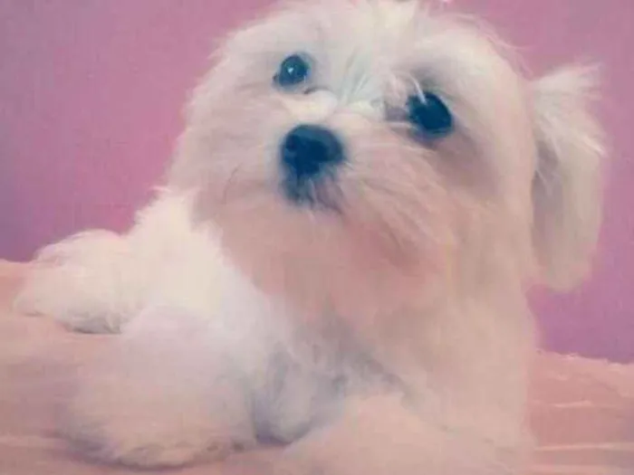 Cachorro raça Maltês  idade 6 ou mais anos nome Mileyde