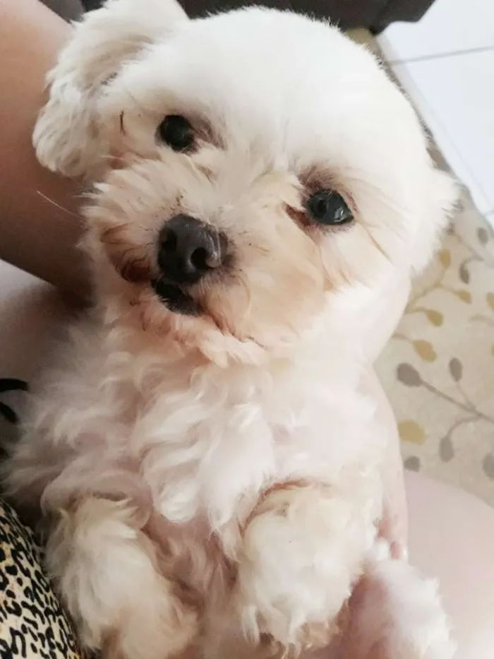 Cachorro raça Maltês  idade 6 ou mais anos nome Mileyde