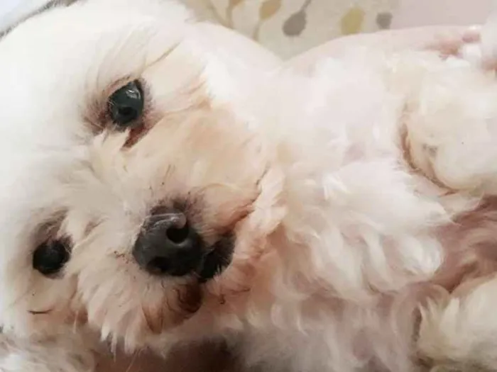 Cachorro raça Maltês  idade 6 ou mais anos nome Mileyde