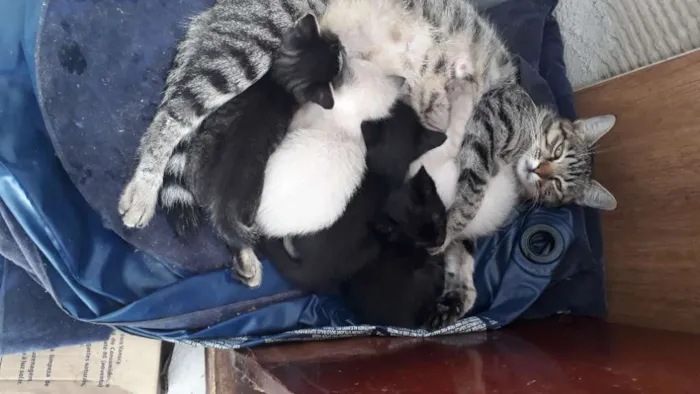 Gato ra a Srd idade 2 a 6 meses nome Filhotes de Gato