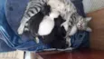 Filhotes de Gato