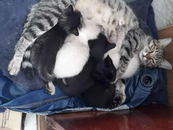 Gato ra a Srd idade 2 a 6 meses nome Filhotes de Gato