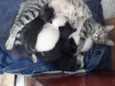Filhotes de Gato