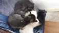 Filhotes de Gato